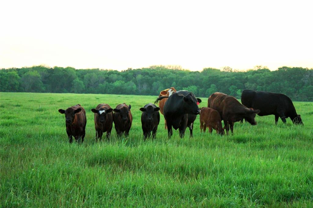 a view of a lush green field