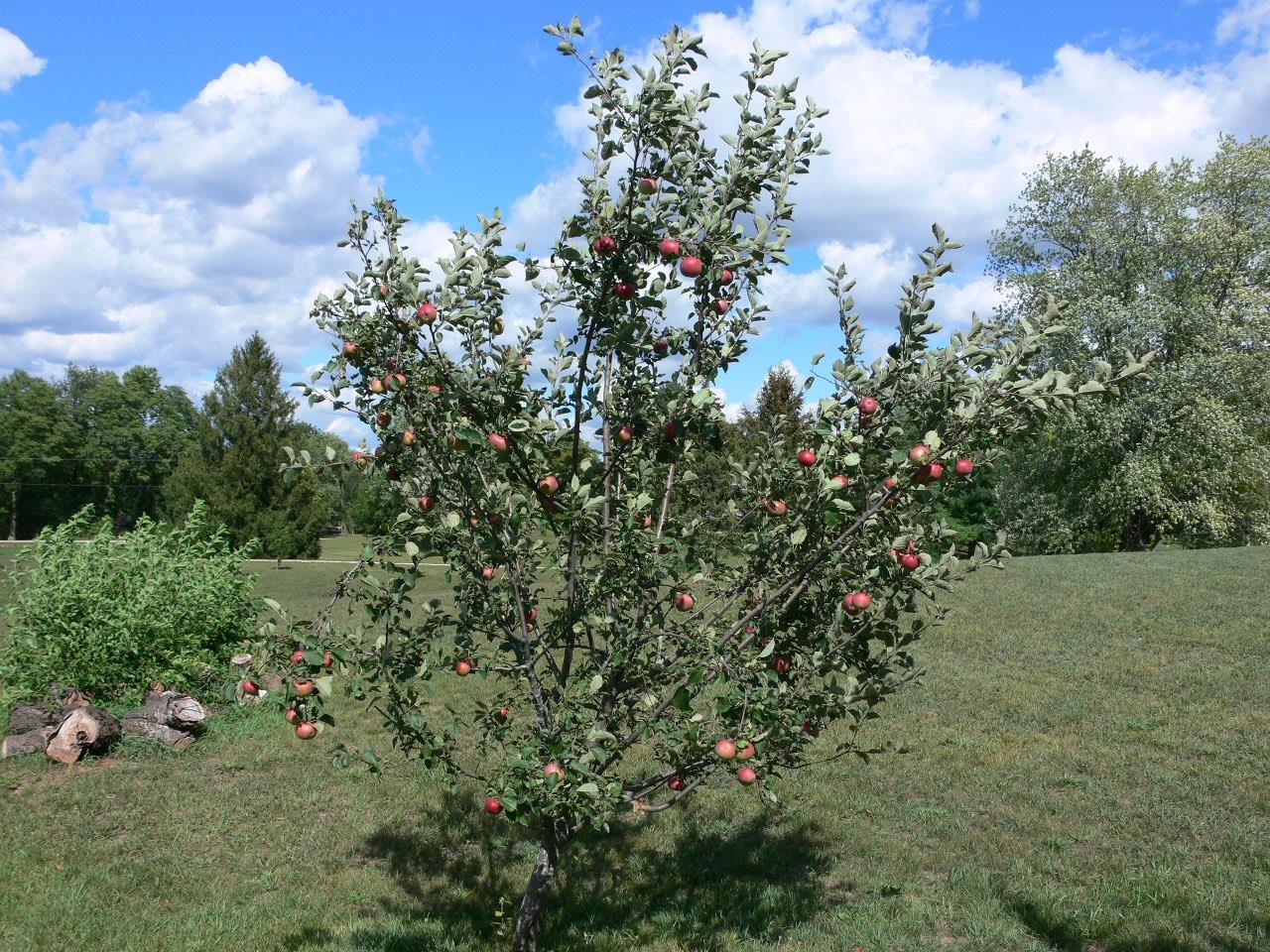 7236 Stephens Road Rockton, IL 61072 - Photo 11 of 15 a view of a bunch of trees and bushes