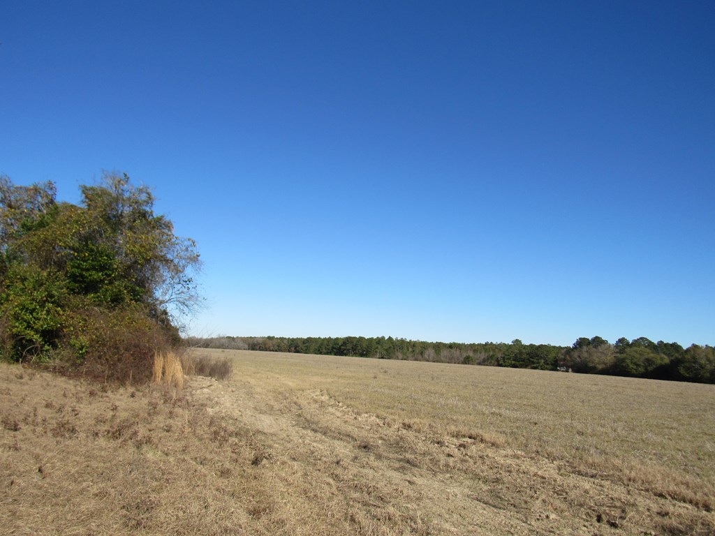 0 County Road 177 Abbeville, AL 36310 - Photo 3 of 7