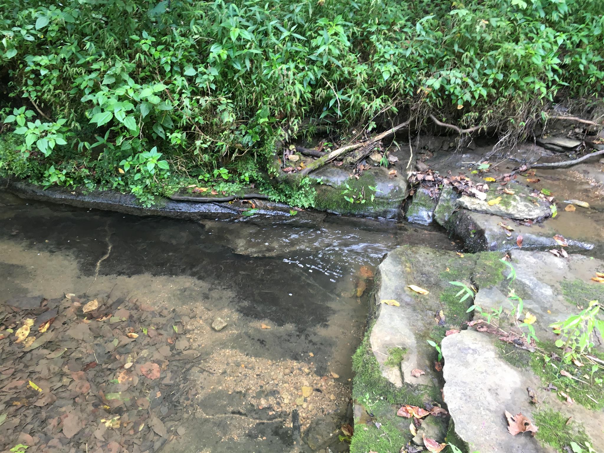 0 North Of Highway Red Boiling Springs, TN 37150 - Photo 8 of 23 a backyard of a house with lots of green space