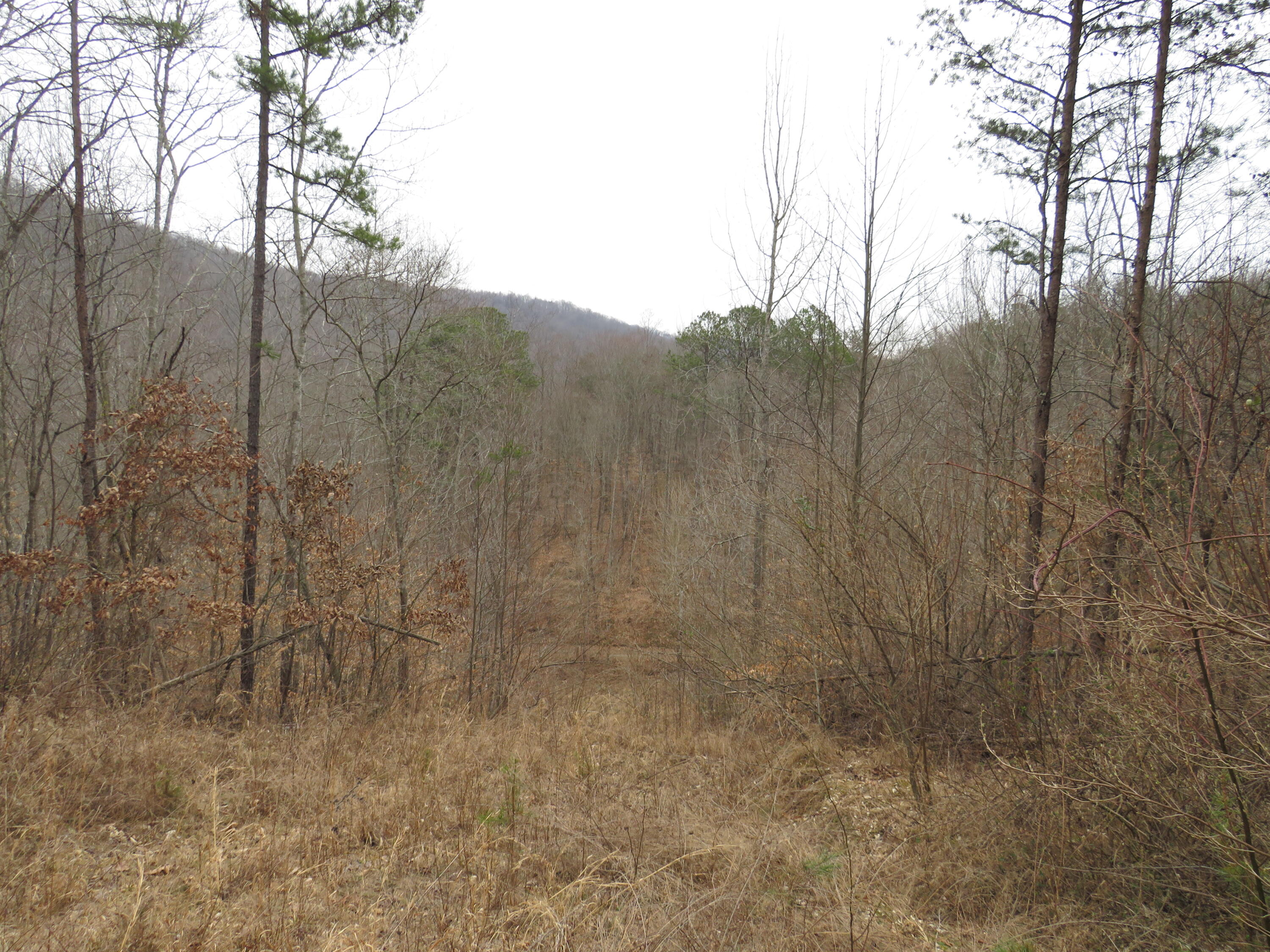 0 Catron Branch Road Bryants Store, KY 40921 - Photo 16 of 47 IMG_3631