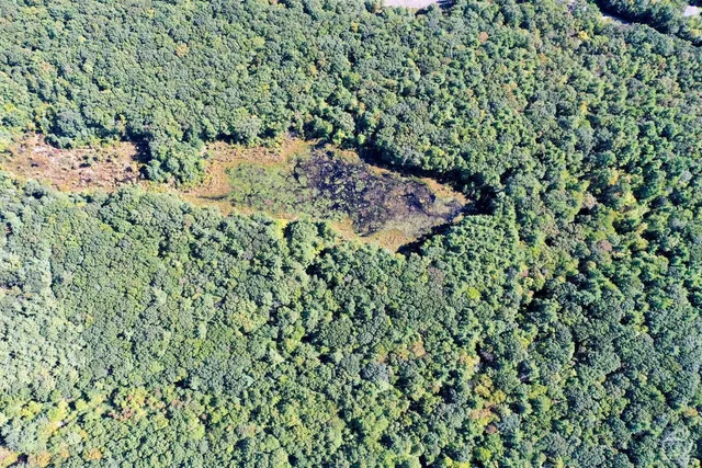 a view of a garden with a tree