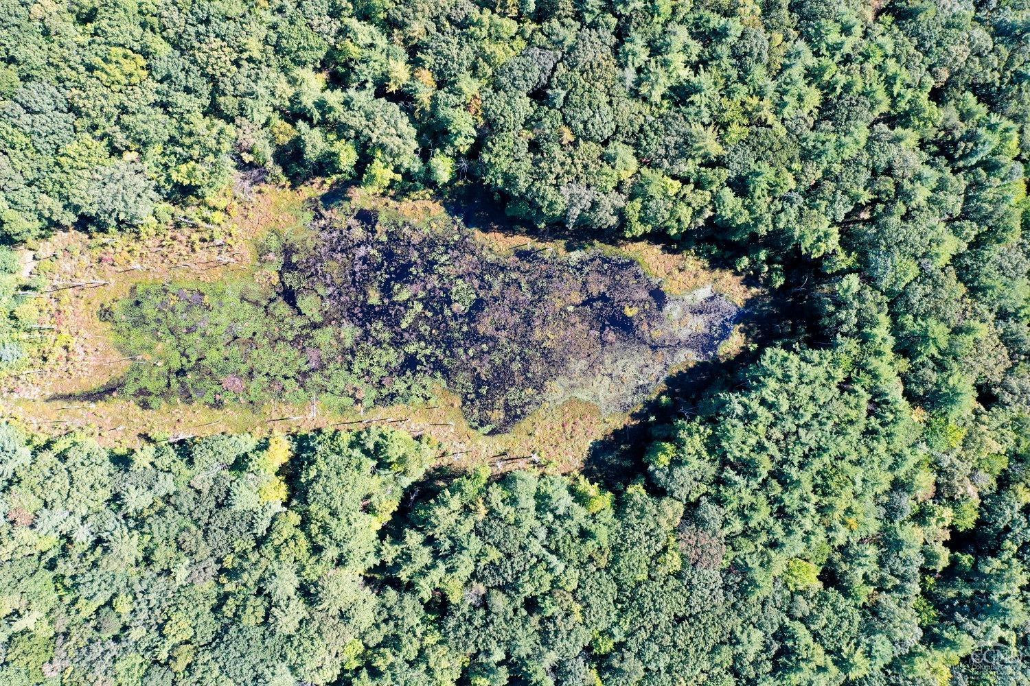 204 Joel M Austin Road Cairo, NY 12413 - Photo 17 of 40 a view of a garden with a tree