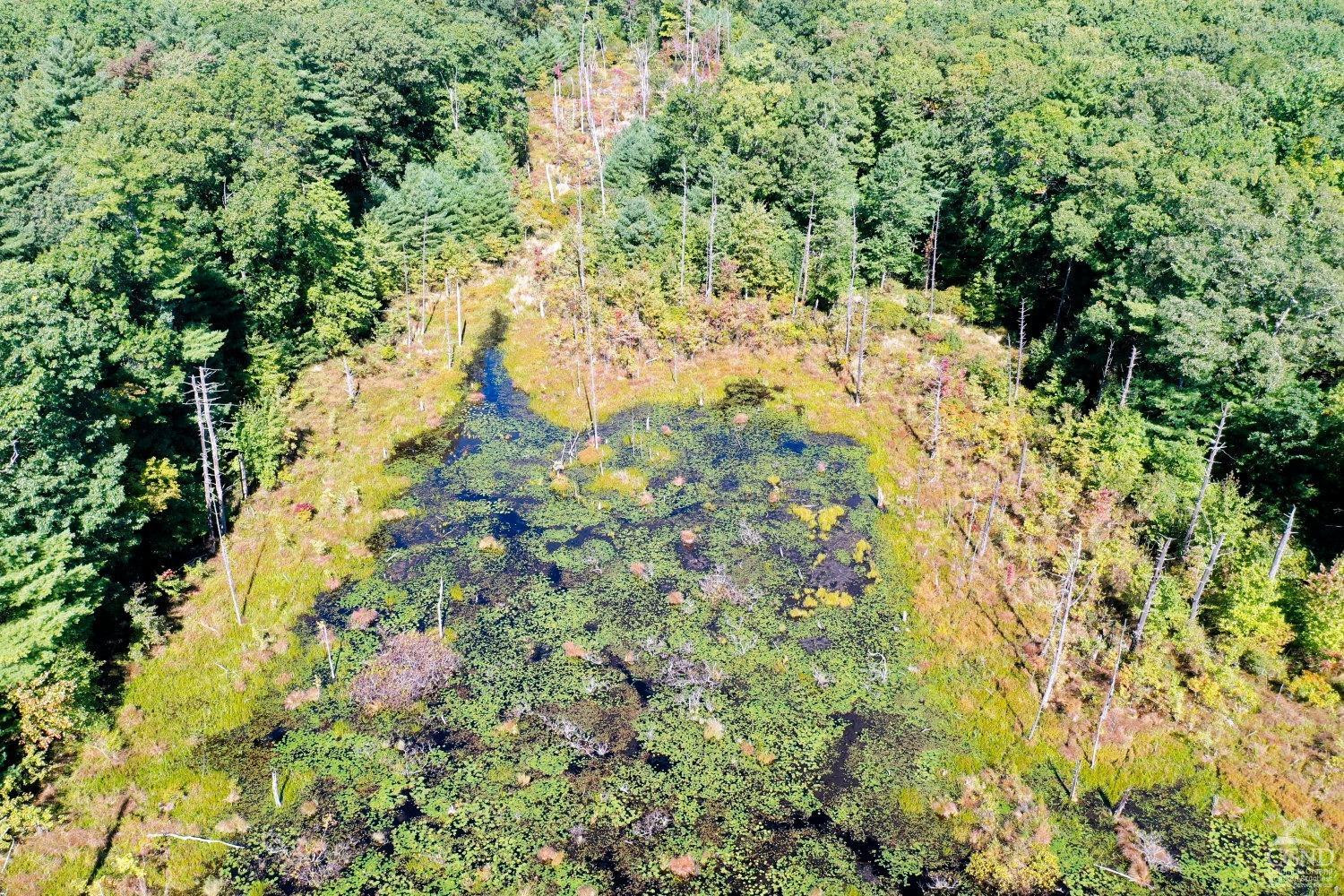 204 Joel M Austin Road Cairo, NY 12413 - Photo 21 of 40 a view of a yard with plants and tree