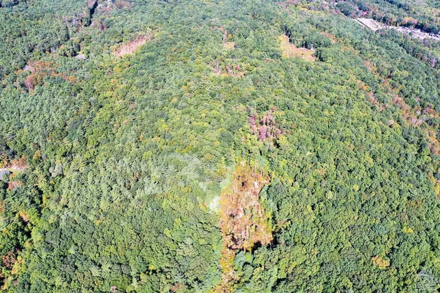 a view of a yard with plants and a tree