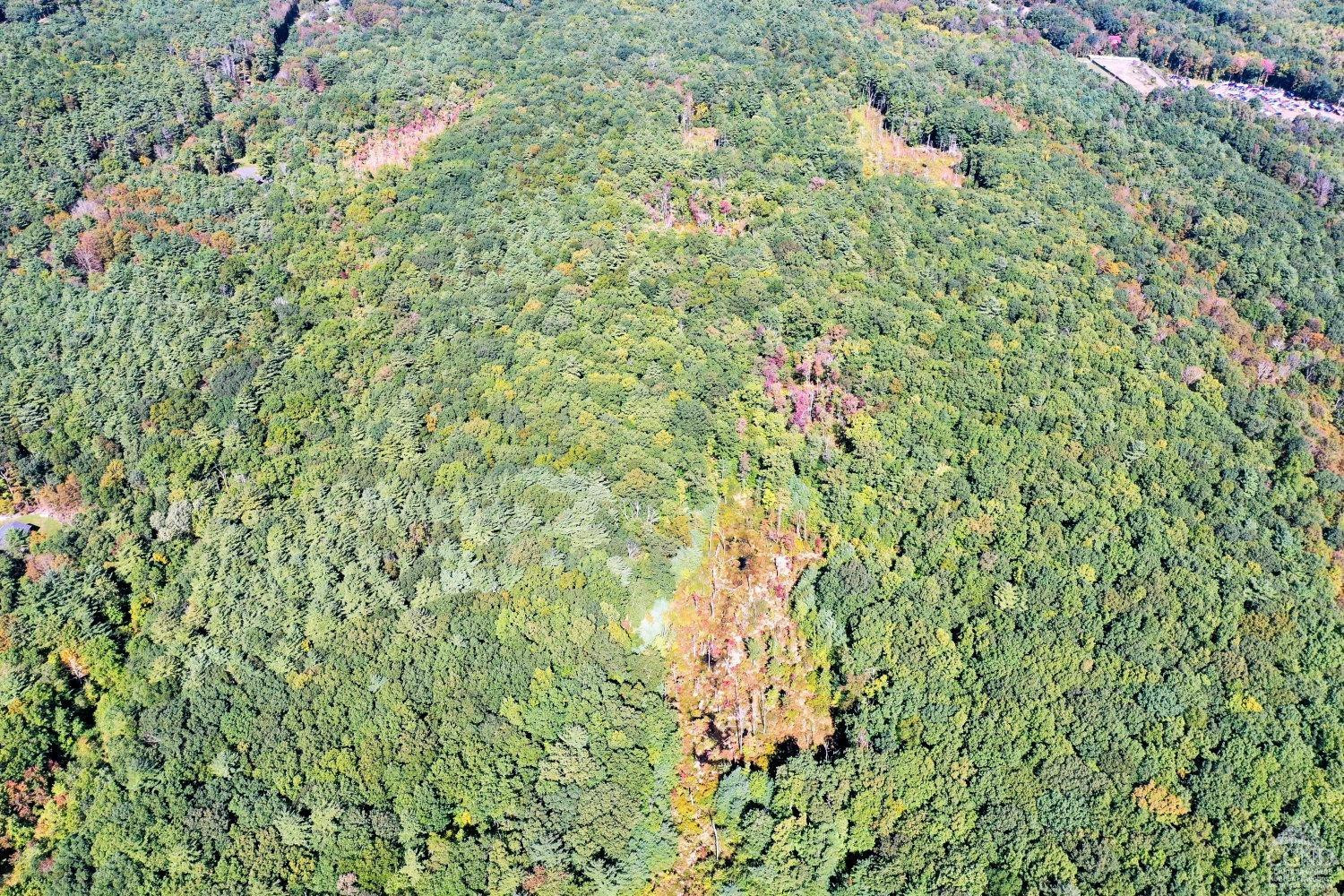 204 Joel M Austin Road Cairo, NY 12413 - Photo 26 of 40 a close up of a plant