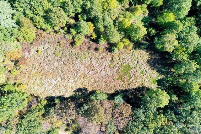 a view of a yard with a tree