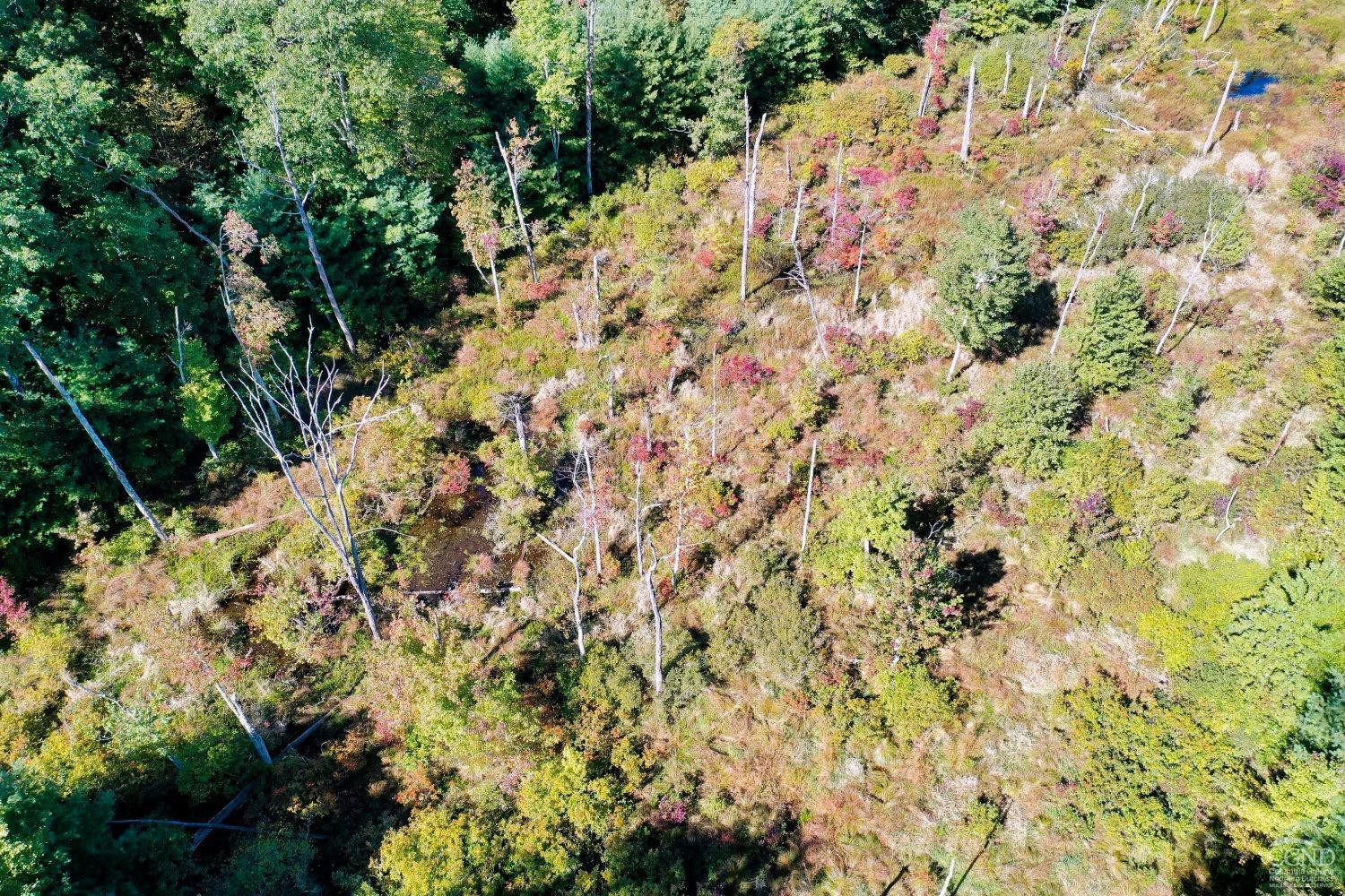 204 Joel M Austin Road Cairo, NY 12413 - Photo 29 of 40 a view of a yard with a tree