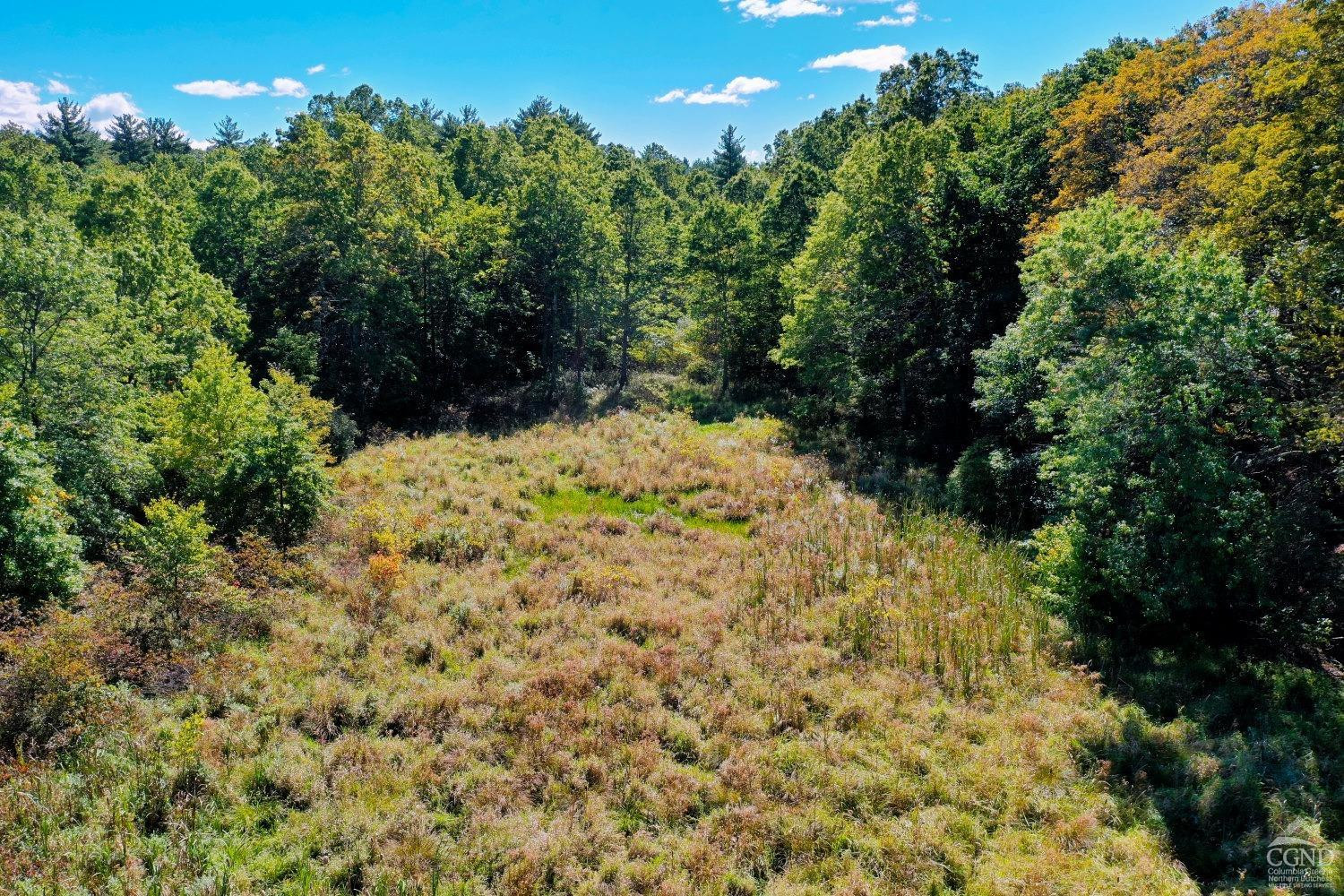 204 Joel M Austin Road Cairo, NY 12413 - Photo 32 of 40 a view of a yard with plants and large trees