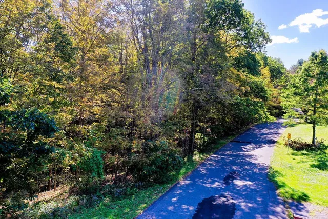 a view of a garden with plants and large trees