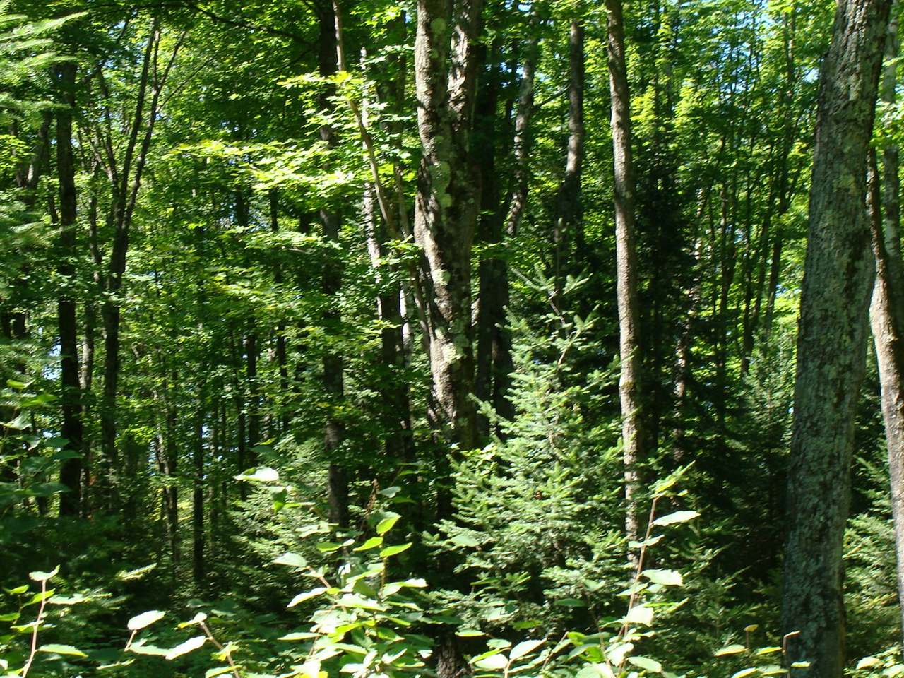 Lot 29 Gemstone Road Presque Isle, WI 54557 - Photo 6 of 12 Gallery Image 6
