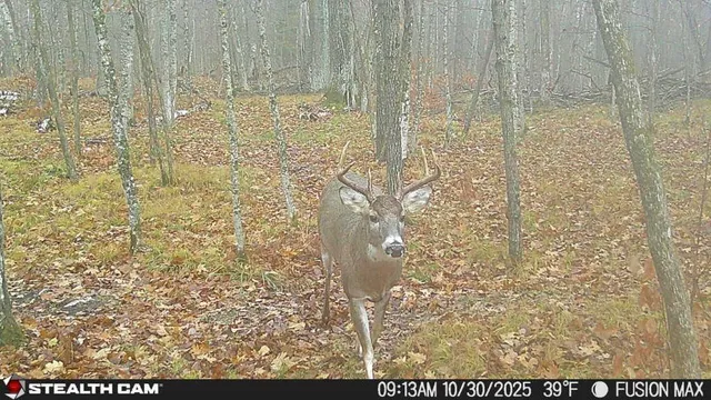 $395,000 | 5415 24th Avenue Northeast, Longville, MN 56655