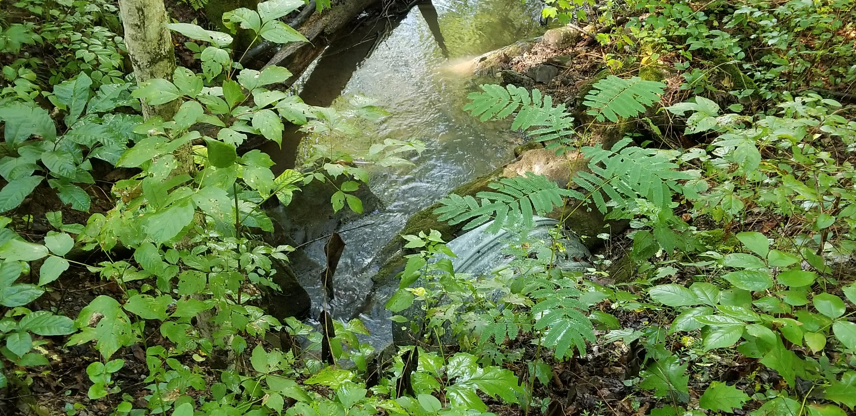 Green Welch Road Washburn, TN 37888 - Photo 8 of 8 20180810_171905