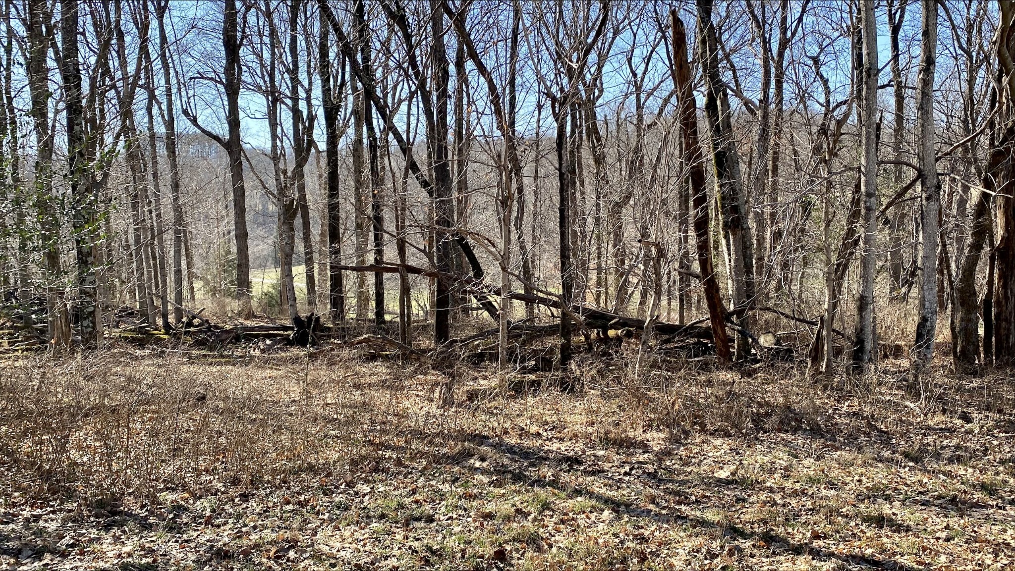 1649 Old Lake Road Lewisburg, TN 37091 - Photo 10 of 26 Gallery Image 10