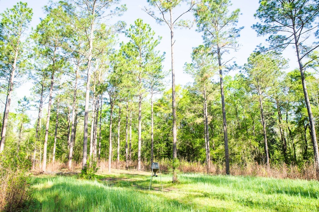 397 Maddox Road Thomasville, GA 31792 - Photo 10 of 40 Gallery Image 10