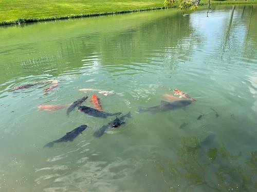 425 Shaffer Road Mayport, PA 16240 - Photo 12 of 21 a backyard of a house with a lake view