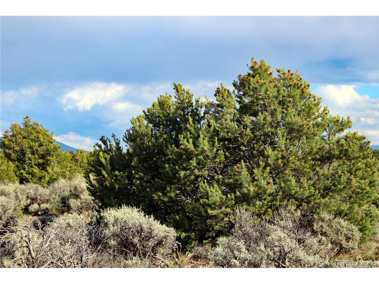 5 North Canyon Road San Luis, CO 81152 - Photo 11 of 25 a view of a bunch of trees and bushes