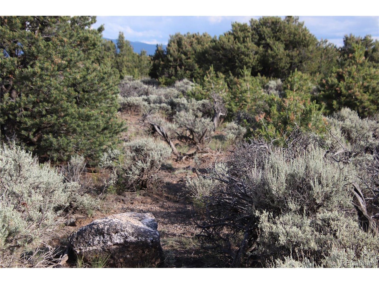 5 North Canyon Road San Luis, CO 81152 - Photo 14 of 25 a view of a bunch of trees and bushes