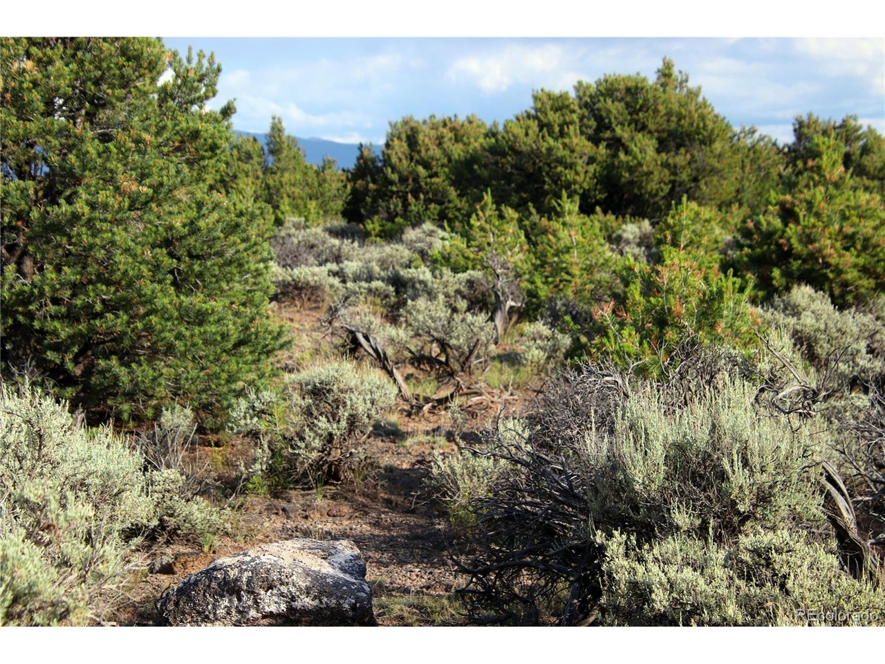 5 North Canyon Road San Luis, CO 81152 - Photo 15 of 25 a view of a plant in a field