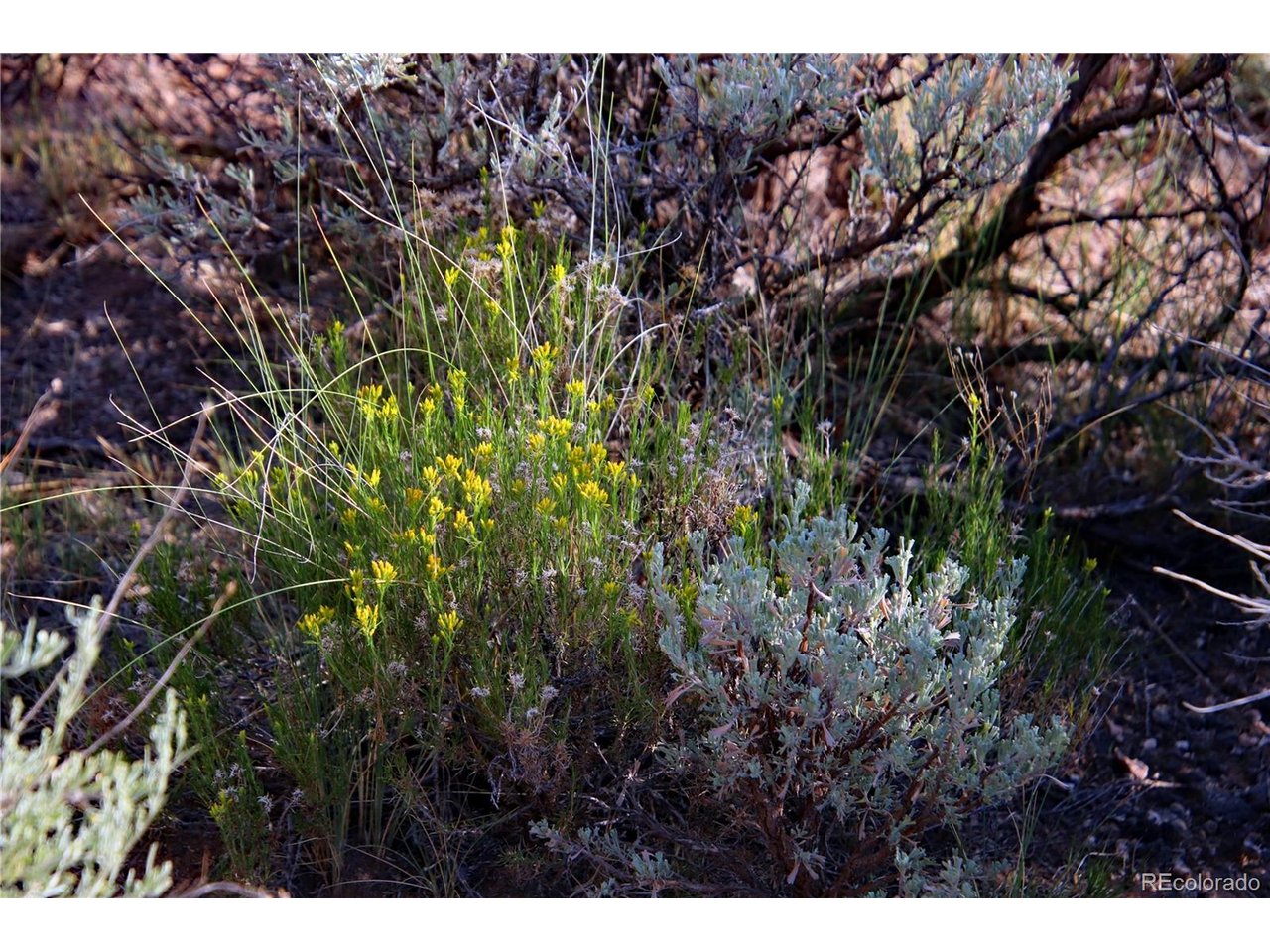 5 North Canyon Road San Luis, CO 81152 - Photo 16 of 25 a view of a plant with a tree