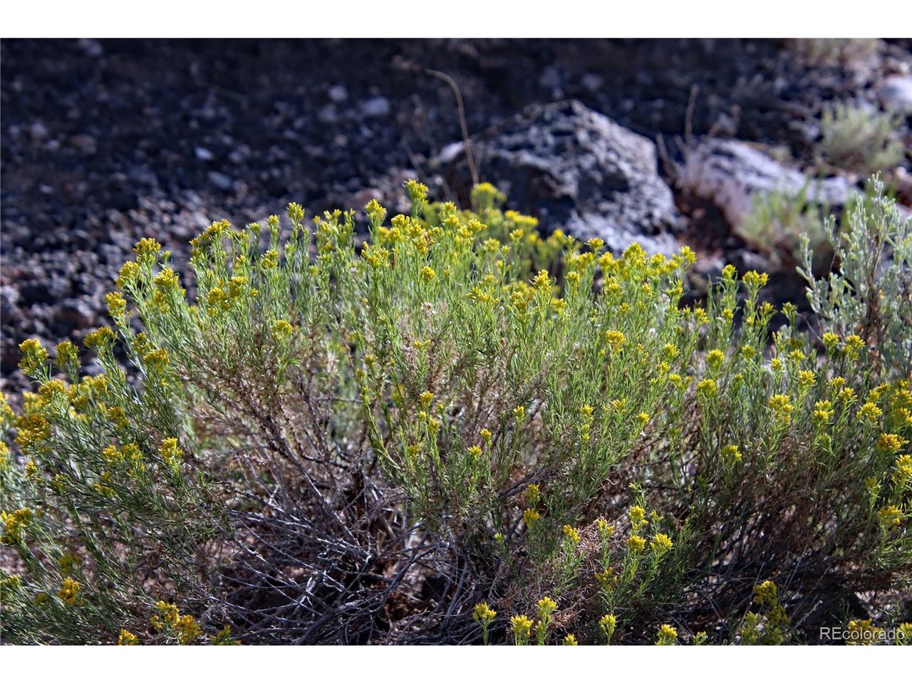 5 North Canyon Road San Luis, CO 81152 - Photo 10 of 25 a view of a garden