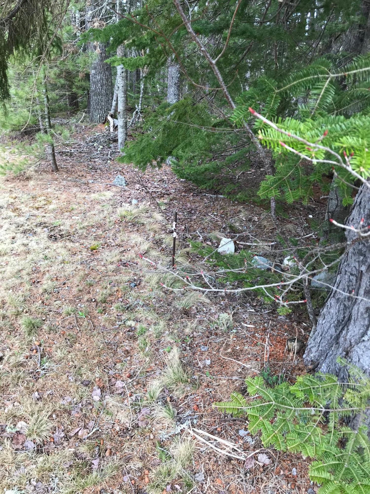 72 Bert Gray Road Sullivan, ME 04664 - Photo 2 of 3 IMG_5604