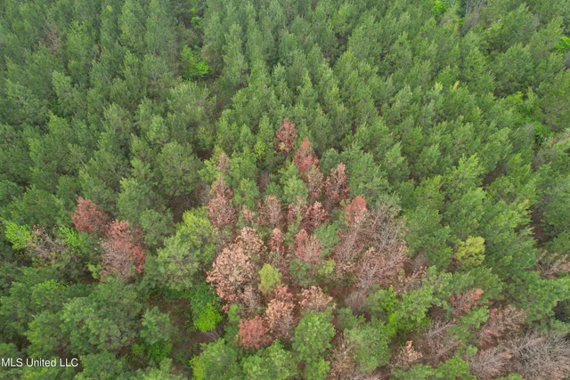 $279,000 | Campbell Creek Road, Mendenhall, MS 39114