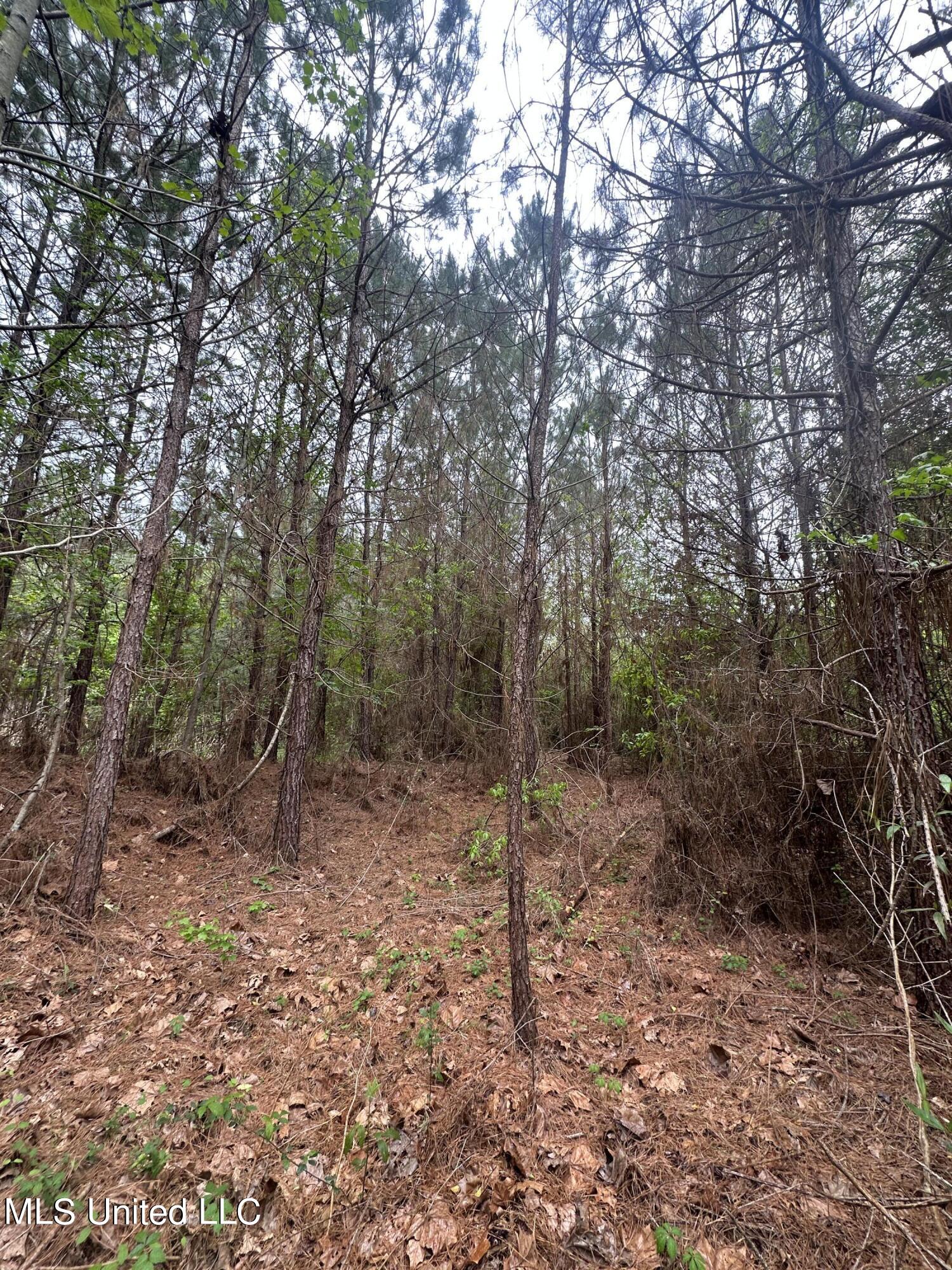 Campbell Creek Road Mendenhall, MS 39114 - Photo 16 of 24 IMG_1781
