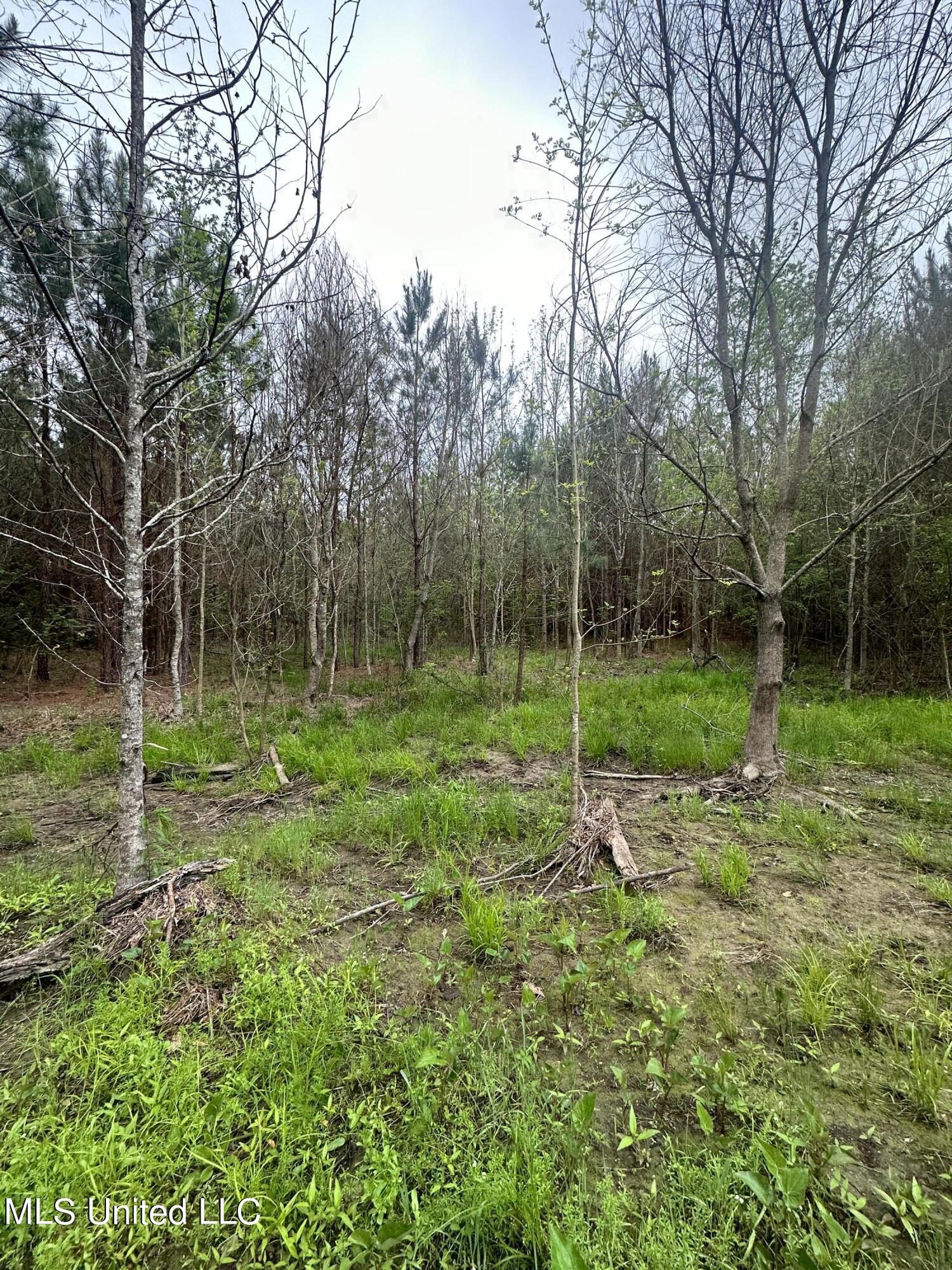 Campbell Creek Road Mendenhall, MS 39114 - Photo 21 of 24 IMG_1793