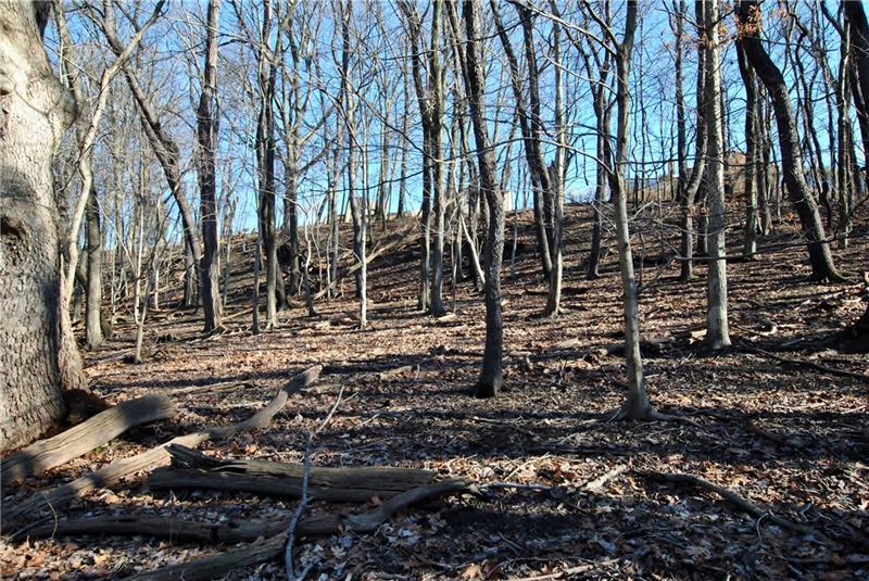 0 Thompson Run Road Pittsburgh, PA 15237 - Photo 3 of 11 Looking up toward home behind the land on what is relatively level area.