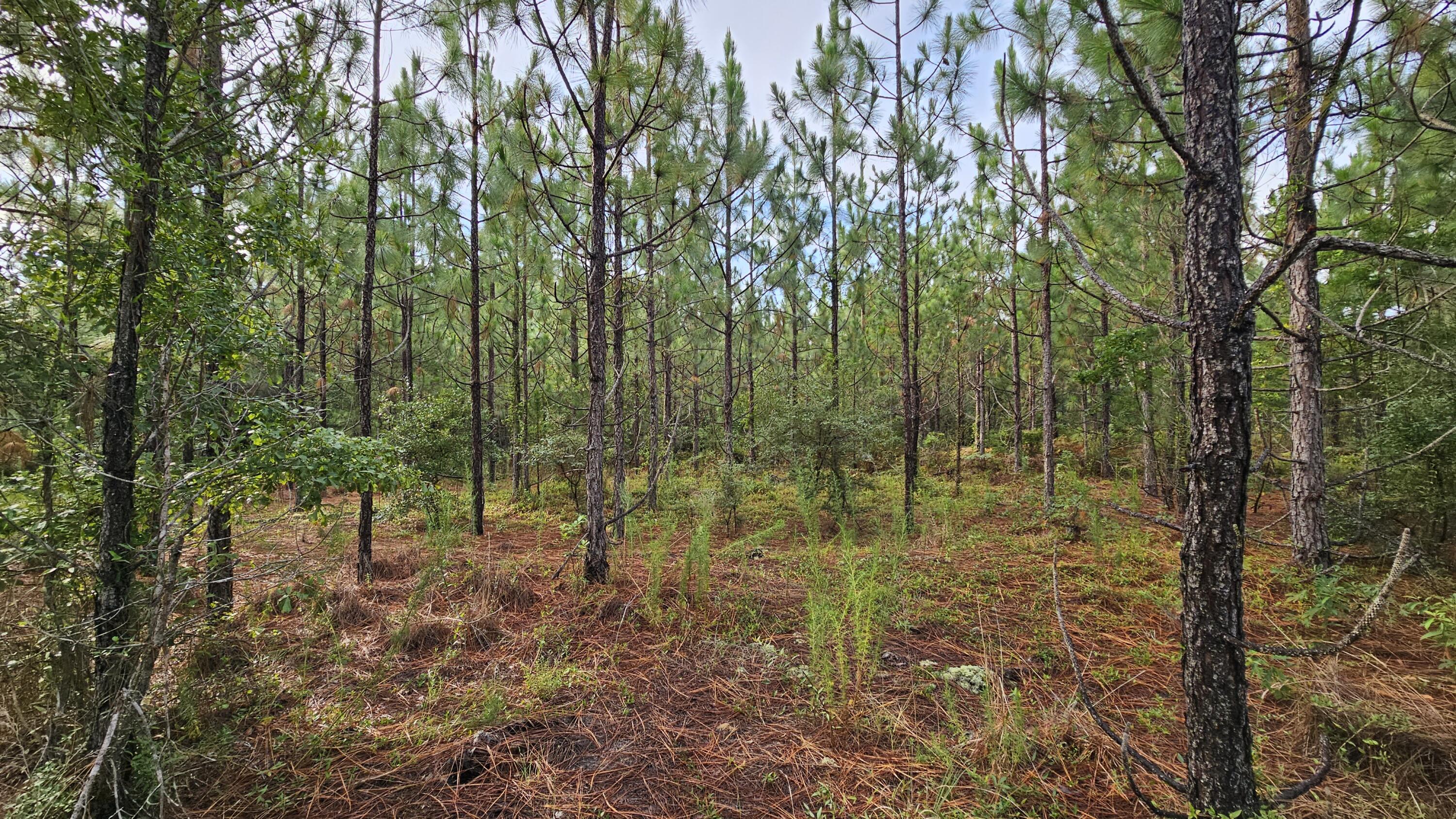 Lot 0 Wire Road Aiken, SC 29805 - Photo 5 of 25