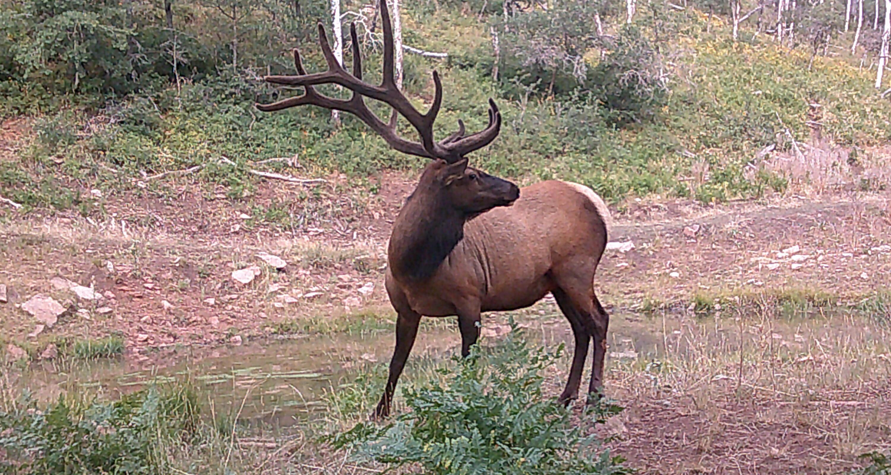 Tbd Tbd Ms Road Road Glade Park, CO 81523 - Photo 14 of 20 Camel_Point_BigGame_01