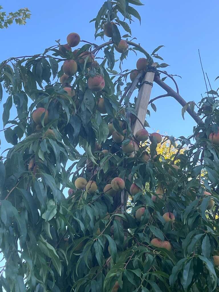 20 Tea Hill Road Stonington, ME 04681 - Photo 18 of 20 Backyard_Peach_Tree