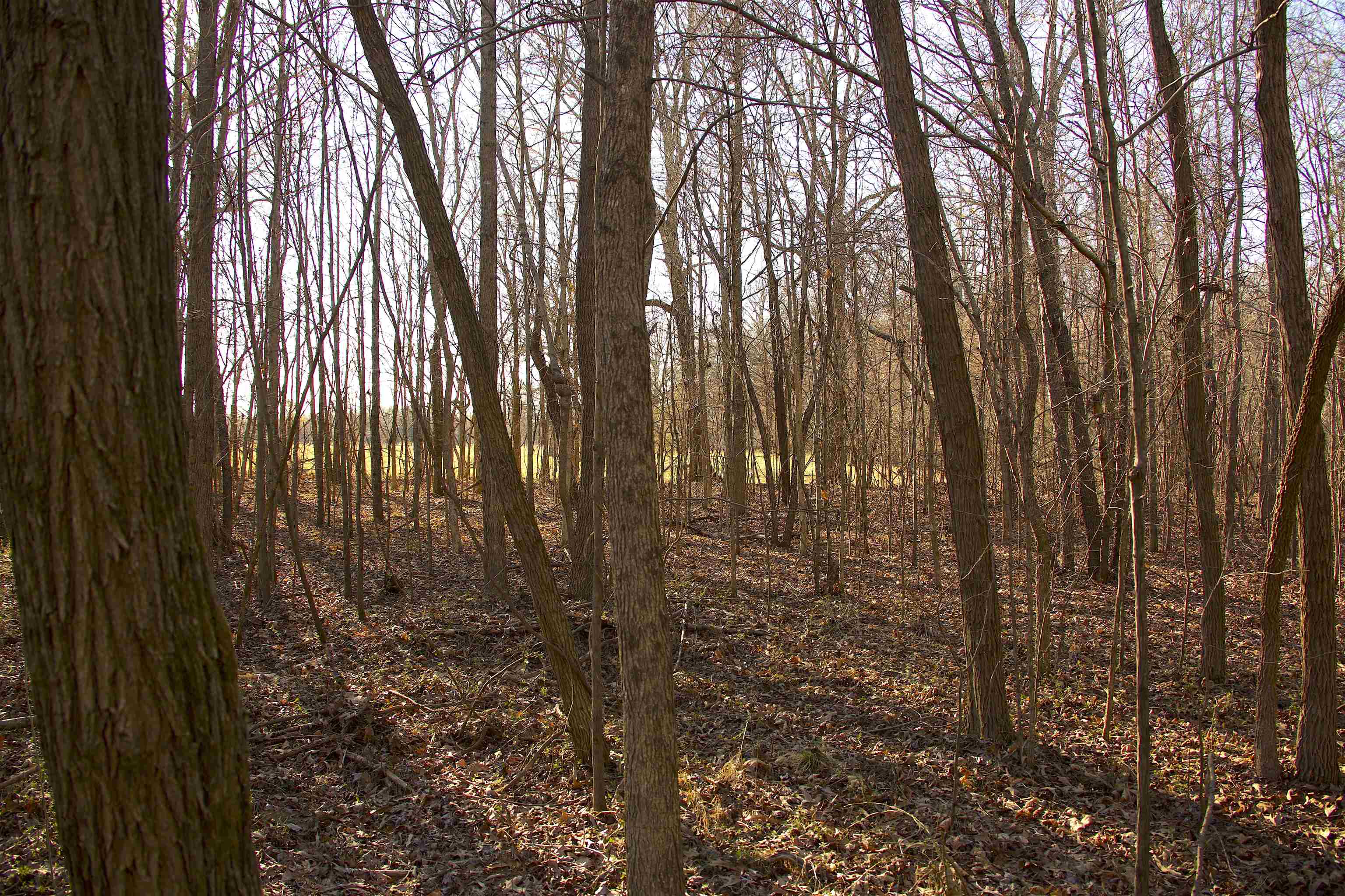 3400 Bryan Road Michigan City, MS 38647 - Photo 3 of 14 a view of outdoor space and garden