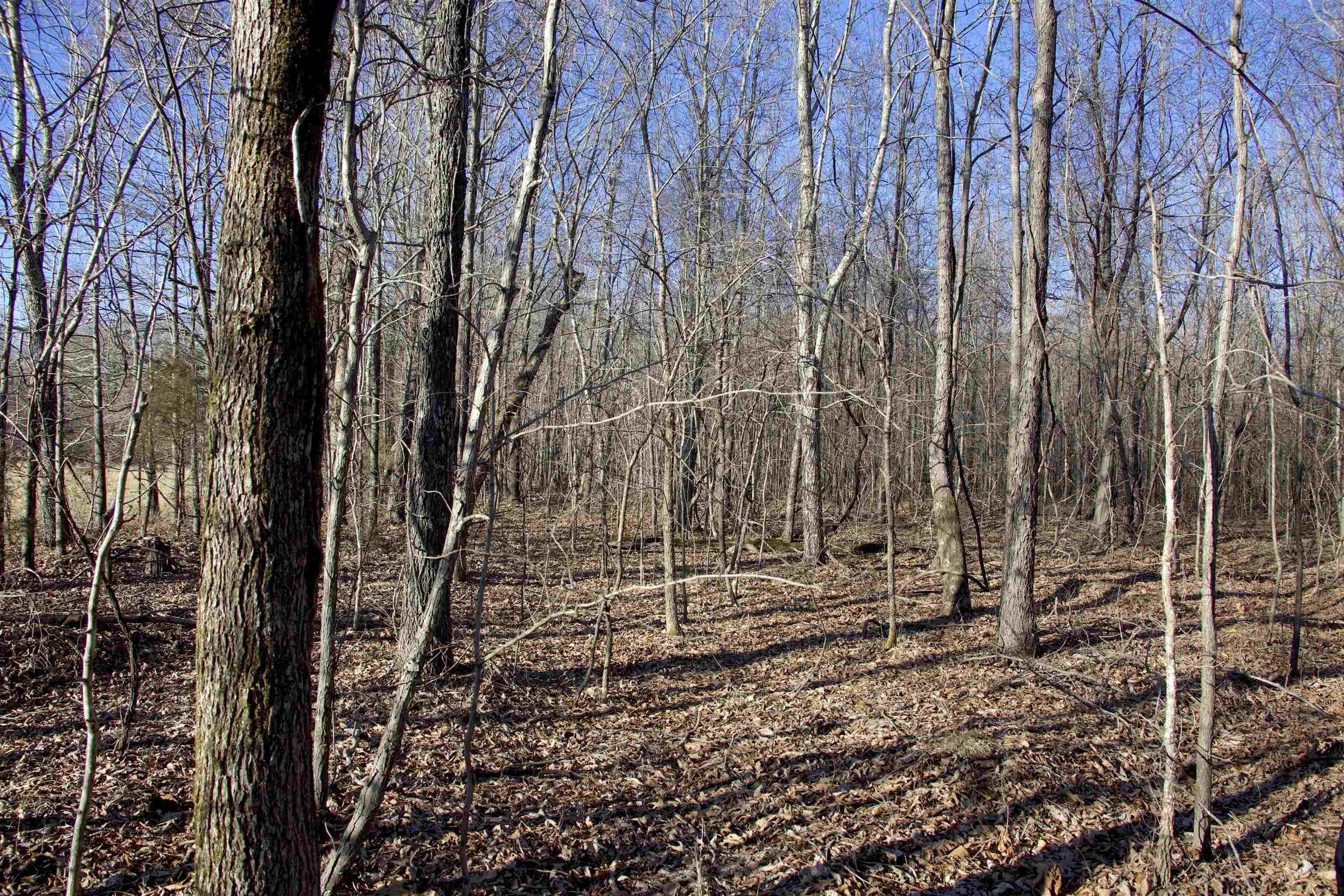 3400 Bryan Road Michigan City, MS 38647 - Photo 8 of 14 a backyard of a house with lots of green space