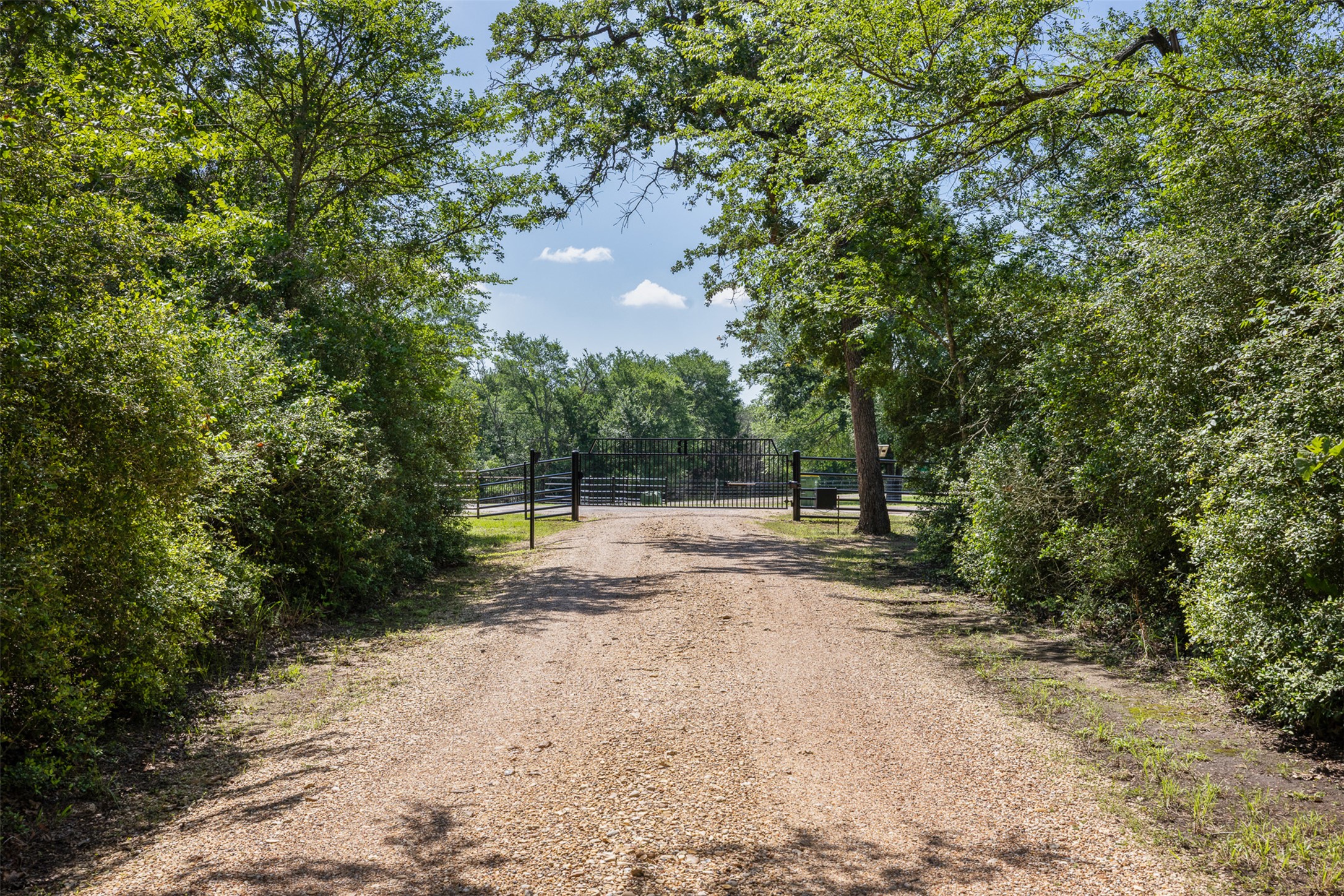 1306 22 Hills Road Gause, TX 77857 - Photo 31 of 40 Gravel driveway bordered by dense, mature greenery