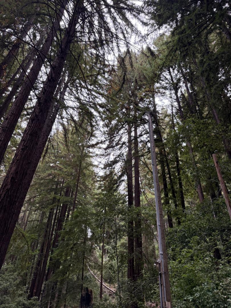 700 Laurel View Road Los Gatos, CA 95033 - Photo 8 of 21 a view of a forest