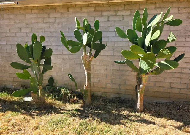 a plant with a white vase with white and yellow