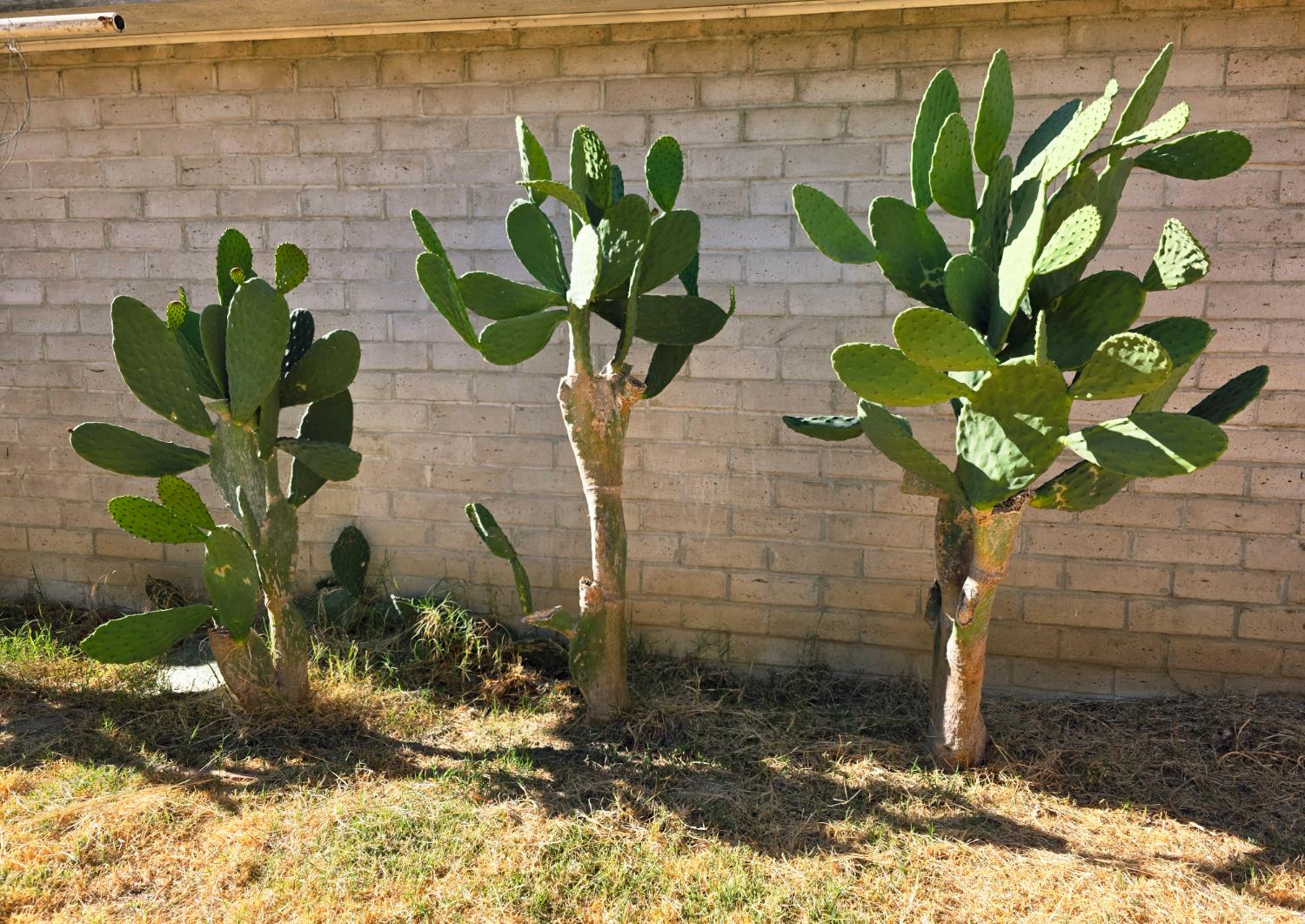 1512 Swalls Lane Modesto, CA 95358 - Photo 8 of 18 a plant with a white vase with white and yellow