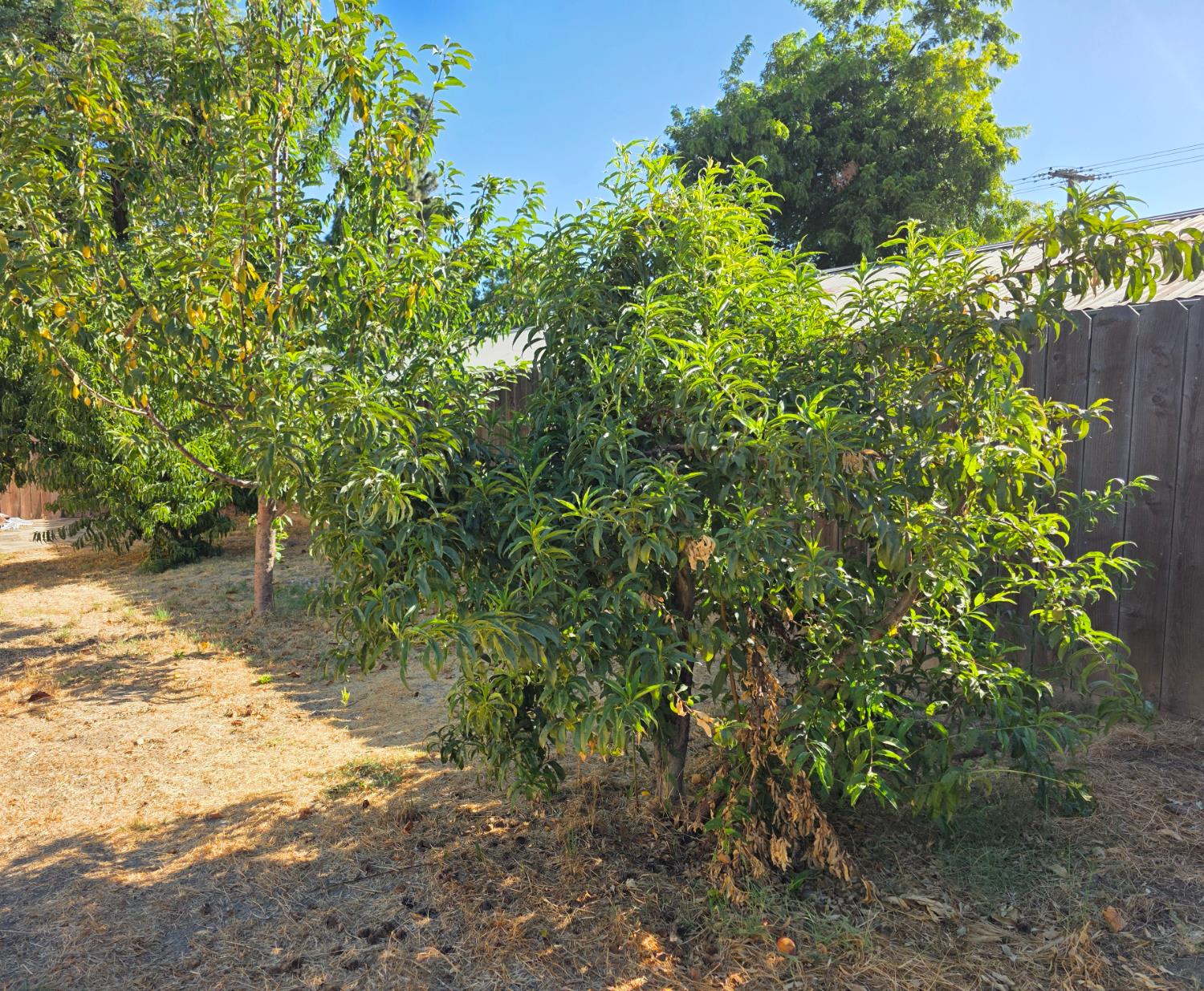 1512 Swalls Lane Modesto, CA 95358 - Photo 9 of 18 a backyard of a house with lots of green space and chair
