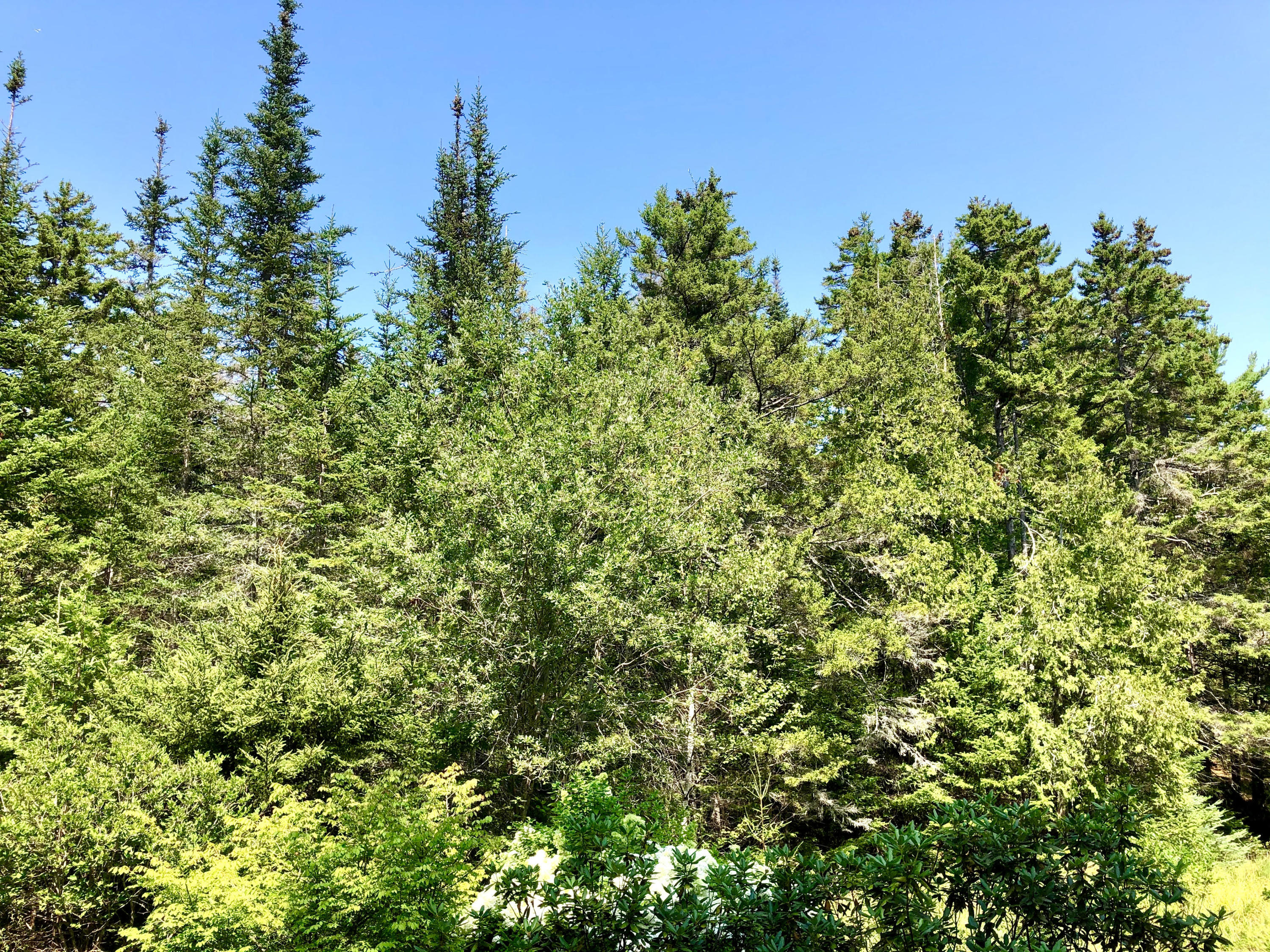 58 Daddy Johnny Road Tremont, ME 04674 - Photo 50 of 52 Land & woods