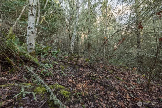a view of a yard with trees