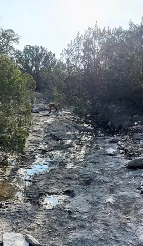 a view of a dry yard with trees and bushes