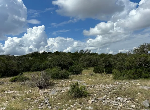 a view of a bunch of trees