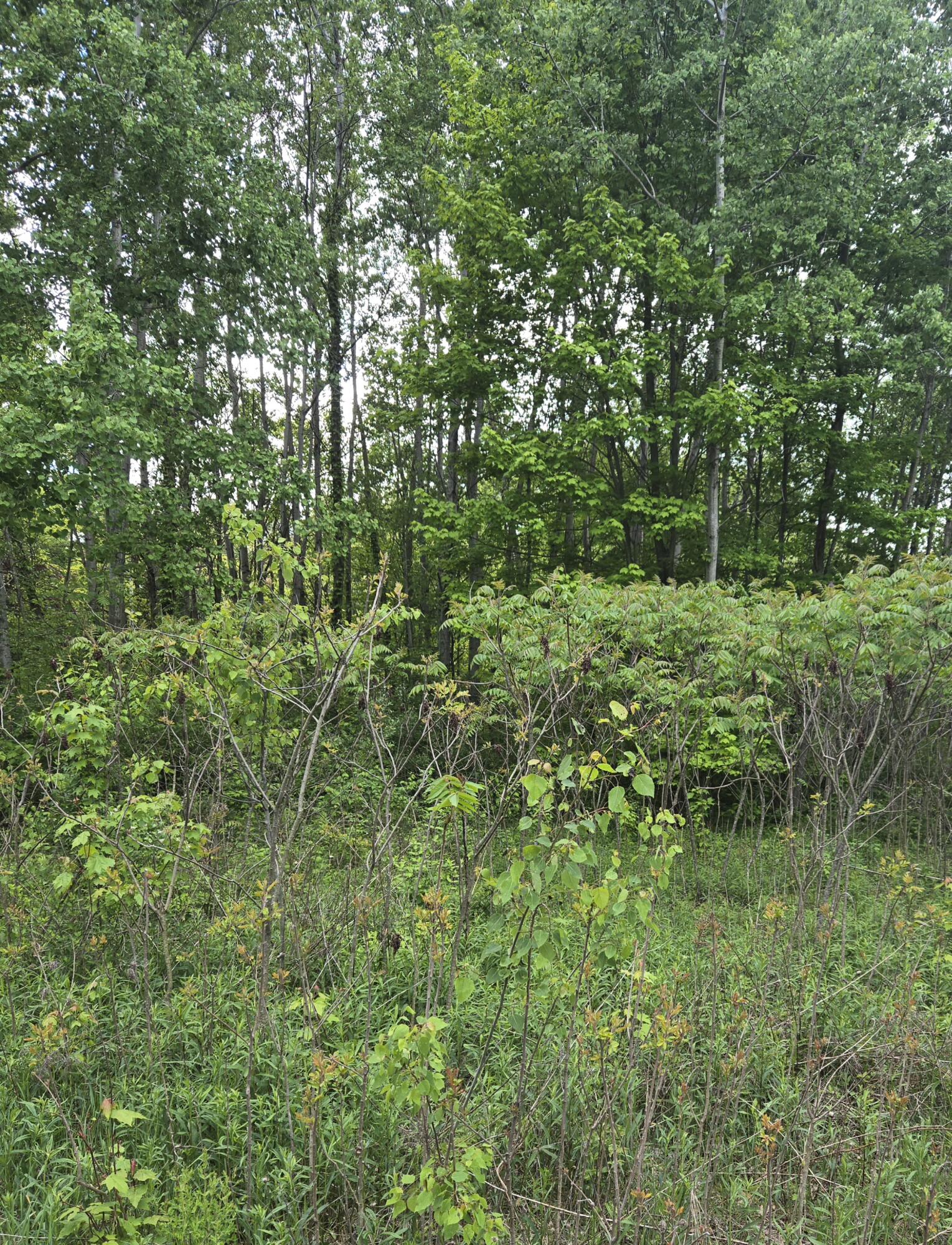 3873 West 136th Street Grant, MI 49327 - Photo 9 of 10 20250525_134514 (1)