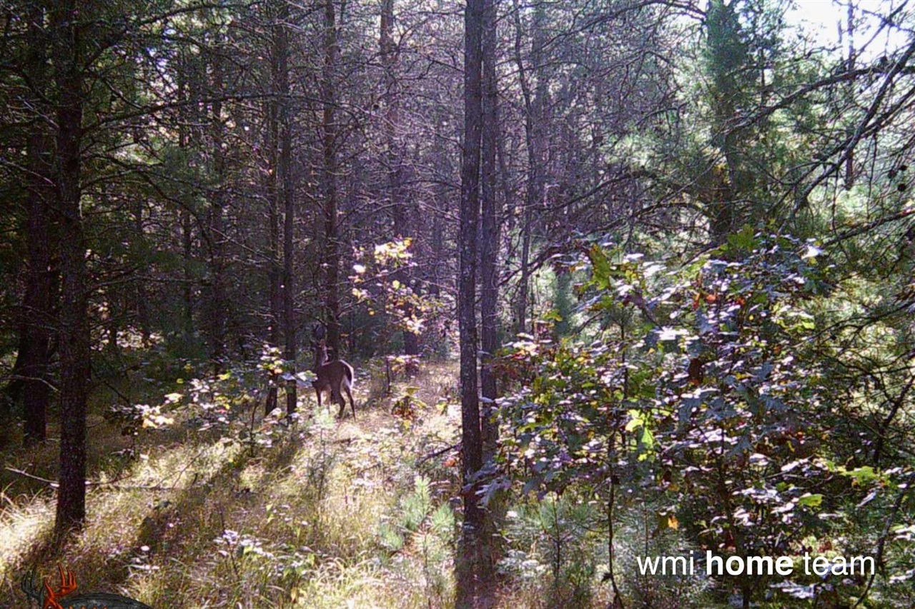 2 West County Line Road Sand Lake, MI 49343 - Photo 5 of 6
