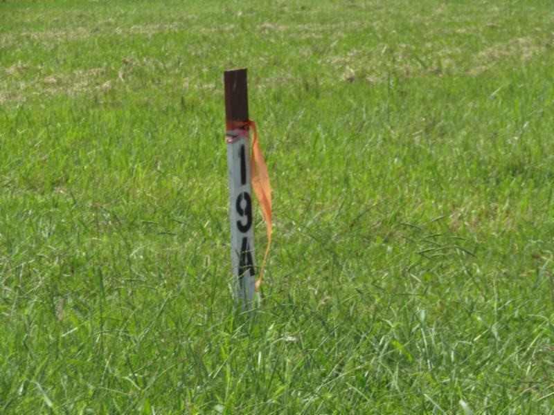 19 East Swan Ridge Road Celina, TN 38551 - Photo 3 of 19 a close up of a plant in a field