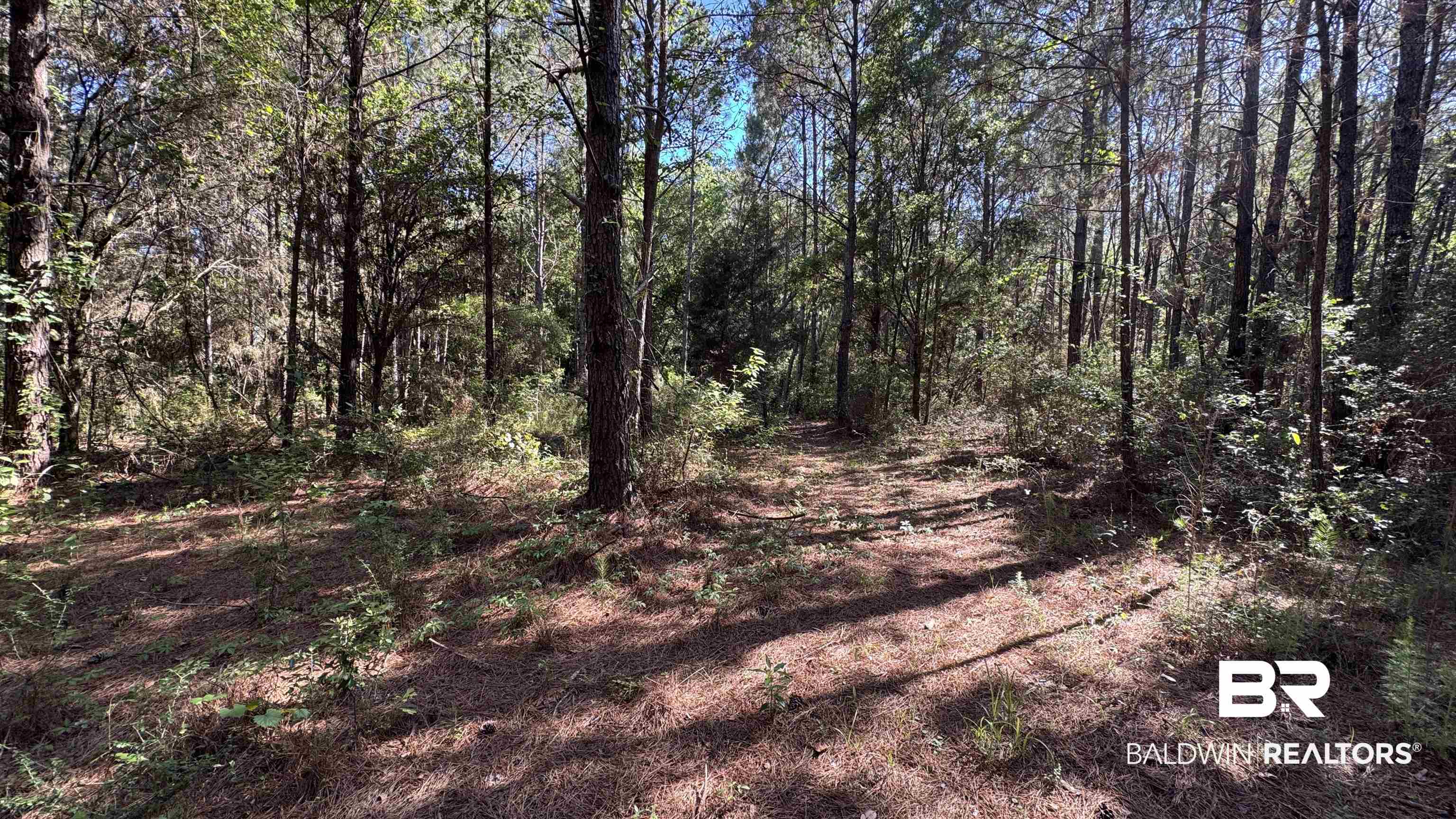 33370 Highway 98 Lillian, AL 36549 - Photo 51 of 58 Mature woodland setting featuring natural ground cover, established trees, and dappled sunlight