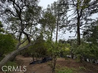 a view of a forest with trees