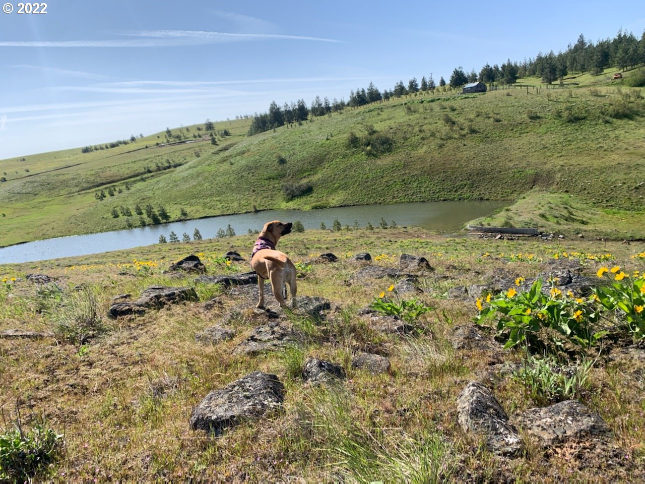 Johnson Creek Road Lyle, WA 98635 - Photo 5 of 12 Gallery Image 5